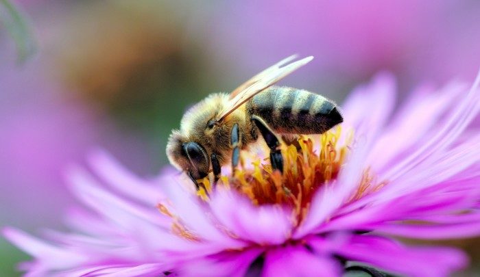 Притча о пчеле и мухе: для тех, кто привык обвинять других.