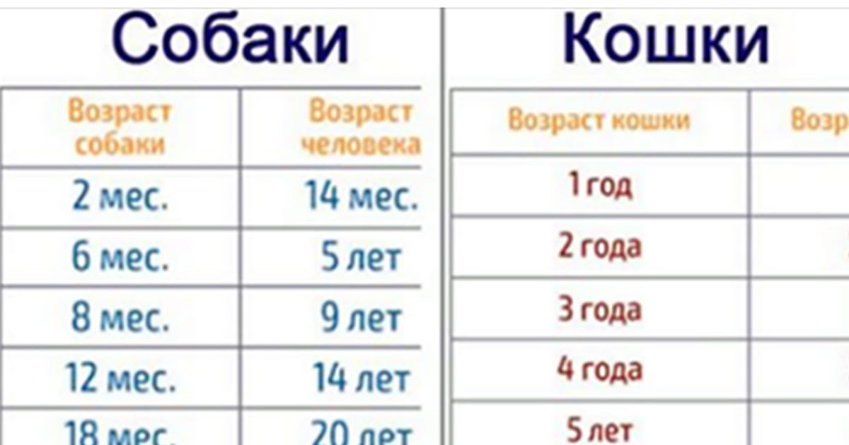 Сколько коту лет