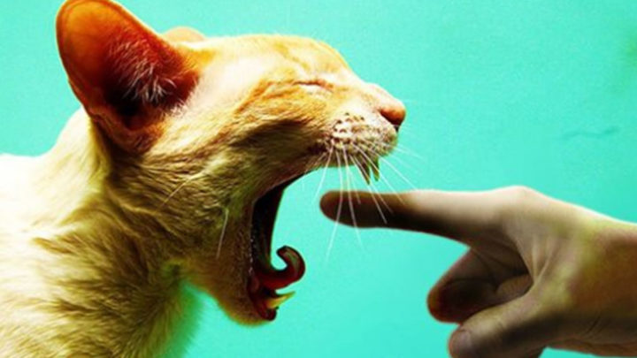 20 странных вещей, которые делают почти все владельцы котов
