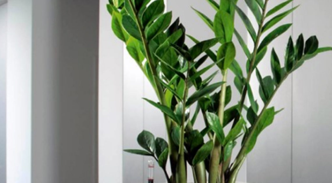 Красавец замиокулькас: 10 плюсов в пользу экзотического растения в вашем доме.