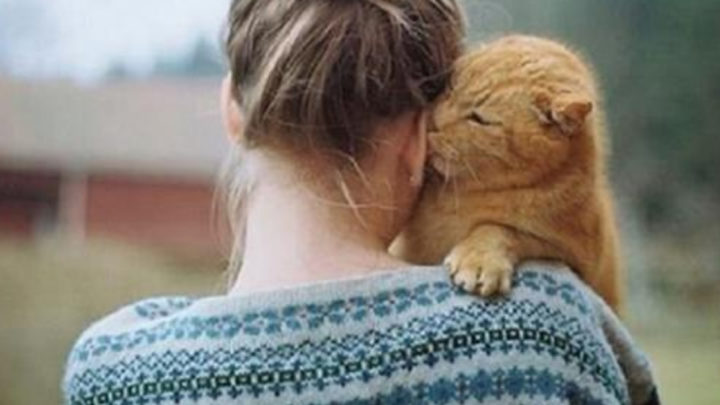 Кошатникам на заметку. 30 интересных фактов о кошках + несколько полезных советов