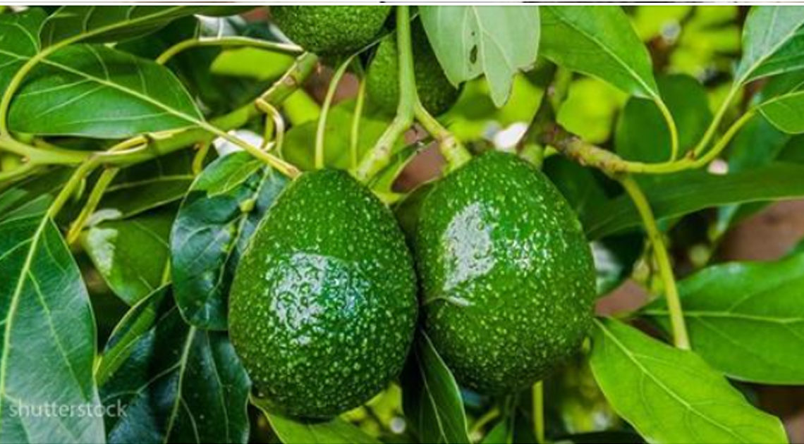 5 шагов, как легко и просто вырастить авокадо дома