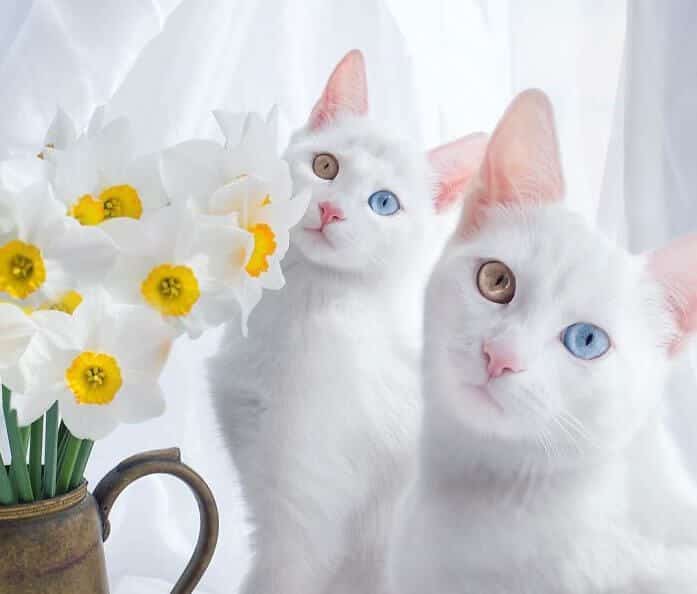 10 самых красивых на Земле кошек