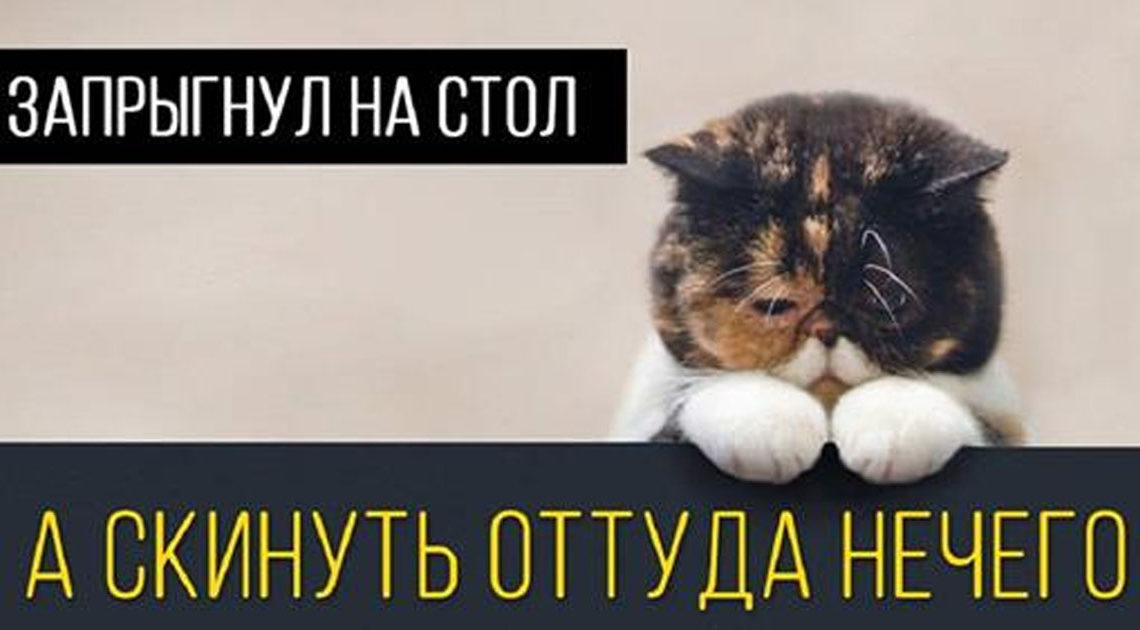 15 кошачьих поводов для грусти
