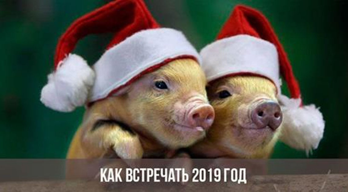 Новый 2019 год свиньи: в чем встречать и что приготовить