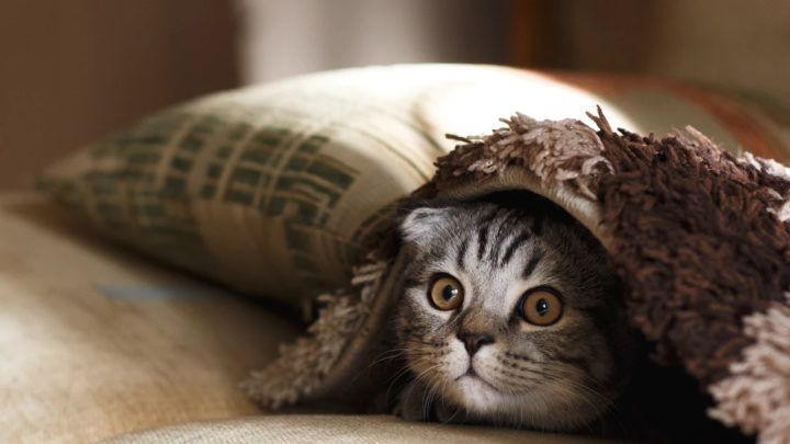Минусы жизни кошки в квартире: как их обойти